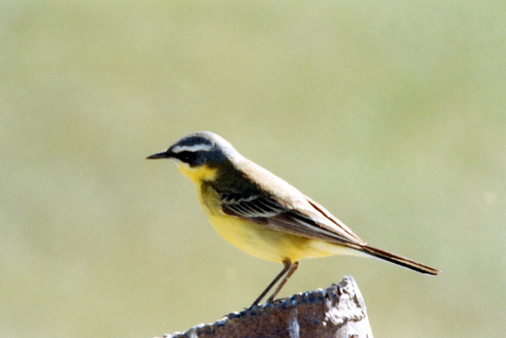 Wagtail, Yellow, Haul Road, AK, 1999-06, B07P35I01.jpg - Yellow Wagtail